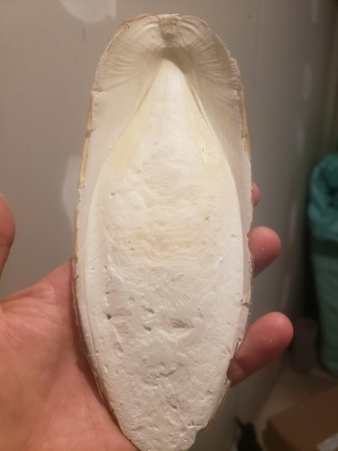 Seiche 1 kg - de,