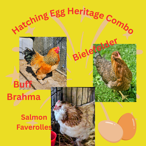 Eggs pure heritage faverolles - eggs,