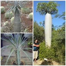 10 graines Pachypodium geayi  ,seeds  F