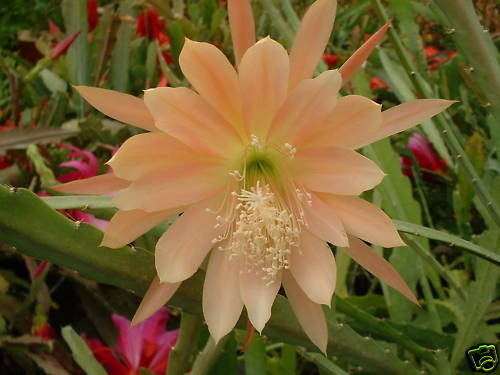 Epiphyllum king midas - king,