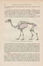 Cadre Squelette Wolf Canis