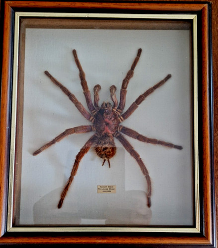 Entomologie mygale origine - -,