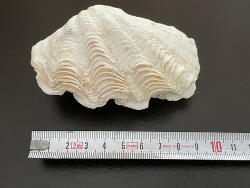 Coquillage petit bénitier - :,