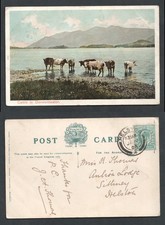 190? KEVII Helston Cancel on Derwentwater Cattle Peacock Postcard