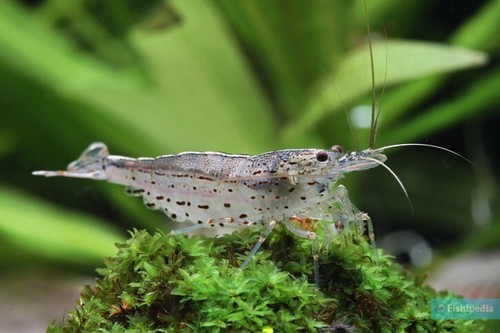 Lot crevettes japonica - de,