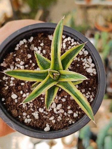 Agave victoria reine or - agave,