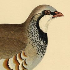 Henri de La Blanchère Perdrix