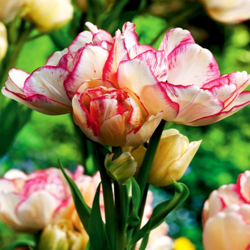 Bulbes tulipes - bulbes,