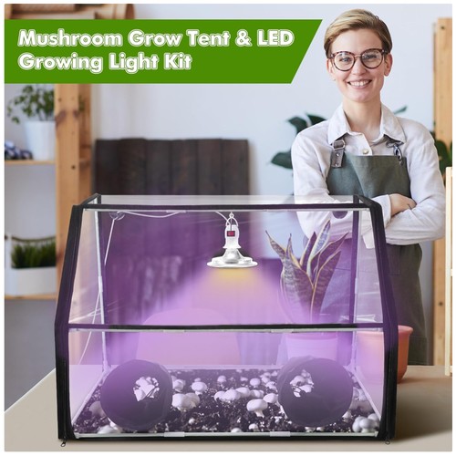 Large mushroom growing kit - mushroom,