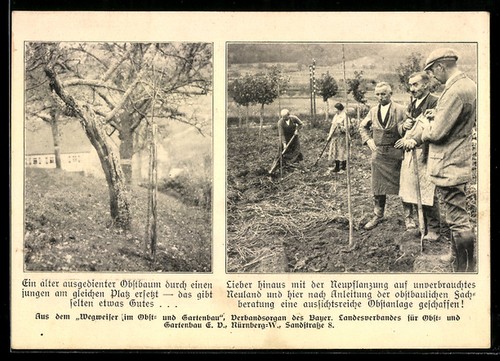 Carte postale replantation