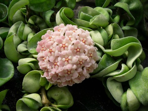 Hoya compacta indian - rope, lot