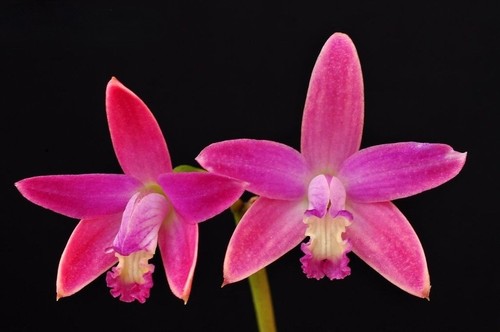 Laelia hispidula orchid plant - orchid,