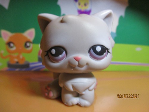 Petshop chat persan 263 - persan, #263