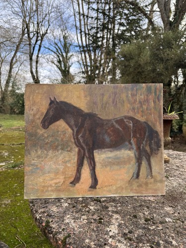 Horse study late - horse,