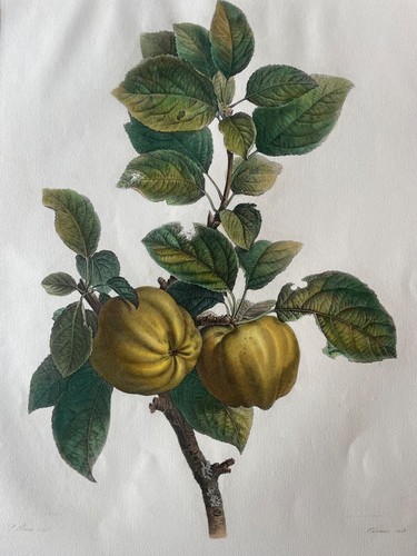 Gravure aquarellée beau - aquarellée,,