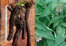 4 Grosses Racines de consoude bleu bio Bocking 14 (environ 400 grammes)