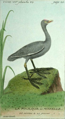 Foulque gravure estampe - le,