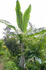 Ensete glaucum (Bananier des neiges)