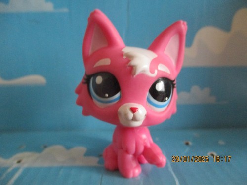 Petshop chat persan - petshop,