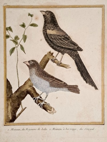 Martinet moineaux du - martinet,,