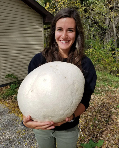 Giant puffball mushroom - puffball,
