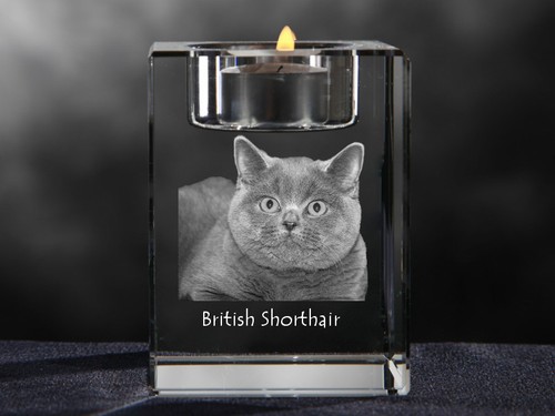 British shorthair bougeoir en - british,