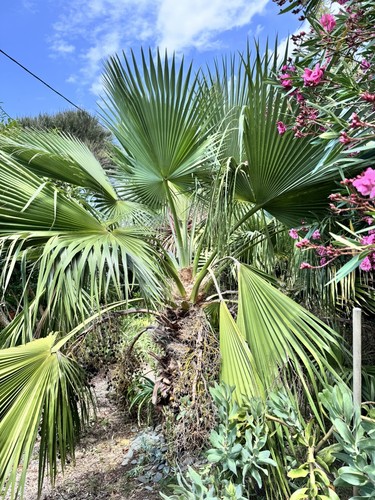 Brahea edulis - , palm)