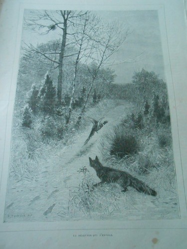 Gravure 1888 renard - renard, le