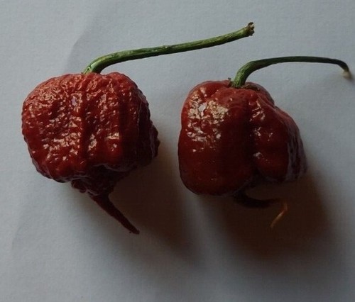 Graines piment carolina - graines,