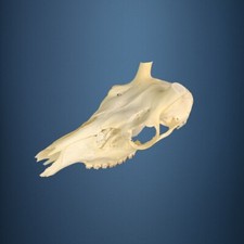 514KU Crane de cerf, bois de