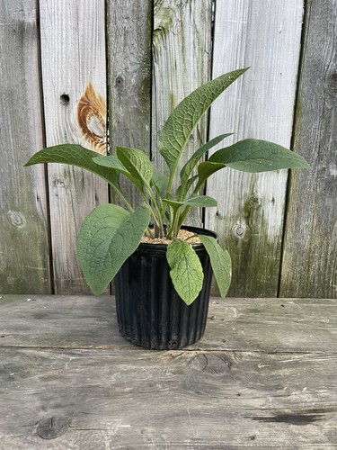 Comfrey live potted - xxl, 2