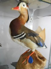 canard mandarin 