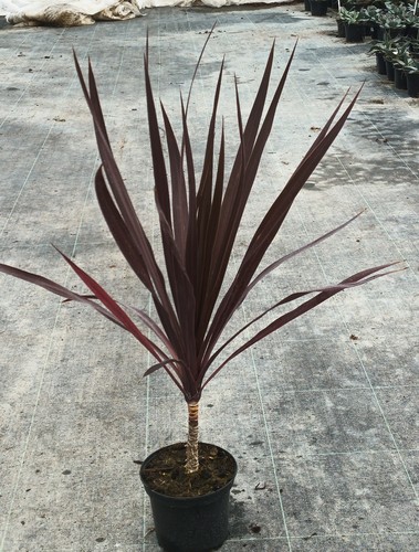 Cordyline australis black - cordyline,