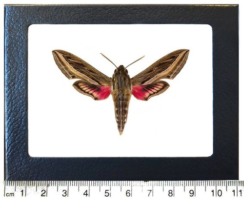 Hippotion celerio pink - , white
