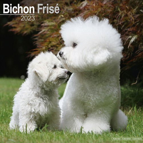 Calendrier 2023 bichon frise - 2023,