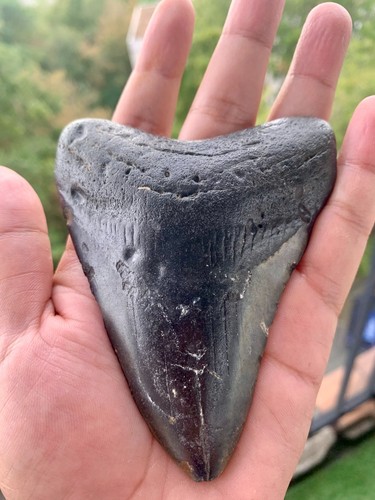 Dent megalodon 10 - dent,