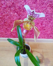 Orchidée Paphiopedilum. Plante adulte en pot.