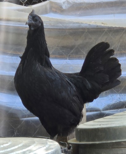 Ayam cemani hatching eggs - 10+,
