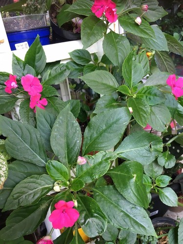 Impatiens balsamina rare - balsamina, –