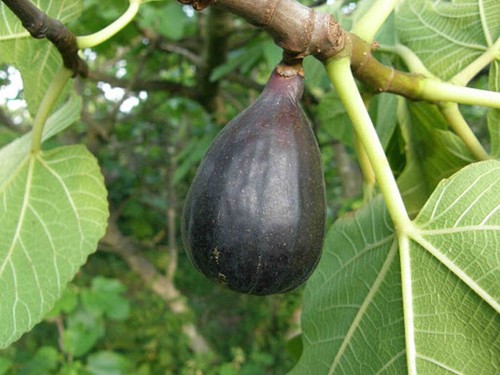 Ficus carica noire - carica, de