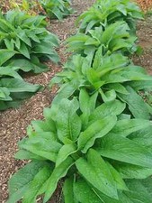 Russian Comfrey Live Root Cuttings - Bocking 14 Cultivar (10 Rhizomes)
