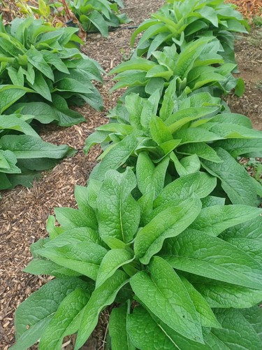 Russian comfrey live root - russian,
