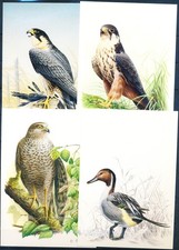 XE53279 Belgium XXL illustrations Buzin birds postcards MNH