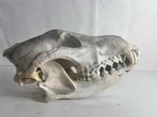 Coyote Skull 10"  #GL18