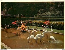 Oiseaux - Flamants Roses - Zoo d'Anvers - Antwerpen - Antwerp - Flamingos - CPM