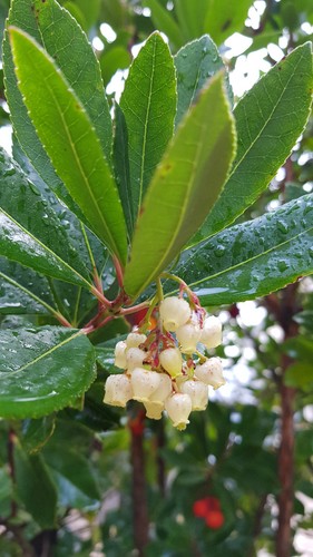 Arbutus unedo atlantic - arbutus,