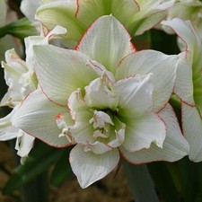 Hippeastrum (amaryllis)