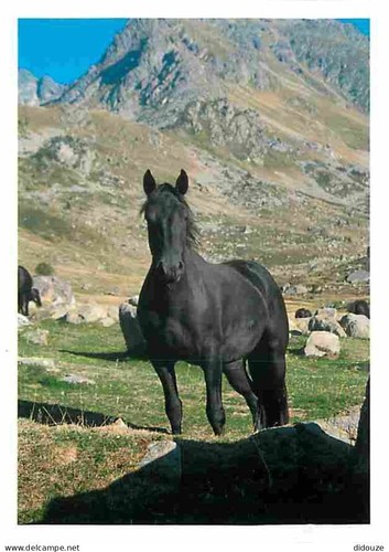 Carte postale animaux - -,