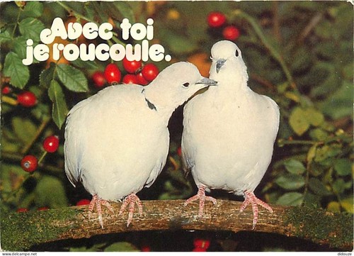 Carte postale animaux - carte,