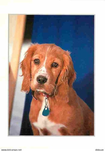 Carte postale animaux - -,